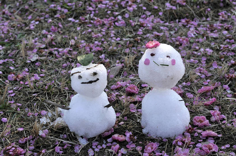 无人,横图,室外,白天,正面,游戏,草地,草坪,美景,雪,植物,大雪,日本,亚洲,许多,积雪,景观,雪景,雪人,冬季,冬天,很多,玩,花蕾,娱乐,草,花,花瓣,鲜花,两个,绿色,自然,花苞,花蕊,休闲,景色,寒冷,大阪,活动,发泄,消遣,智力,自然风光,东亚,本州,大阪府,本州岛,日本国,近畿地方,近畿,兵库,兵库县,宣泄,严寒,淡路岛,玩耍,嬉戏,彩图,大阪湾,界港,拟人