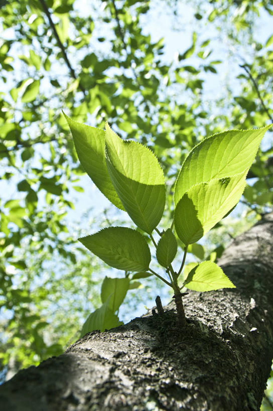 无人,竖图,室外,特写,白天,仰视,美景,树林,植物,日本,亚洲,阴影,光线,影子,景观,树桩,枝条,树,树干,树木,树枝,蓝色,绿色,蓝天,天空,阳光,自然,天,木桩,景色,大阪,生长,晴朗,成长,自然风光,东亚,本州,万里无云,大阪府,本州岛,日本国,近畿地方,近畿,兵库,兵库县,淡路岛,虬枝,枝杈,晴空,晴空万里,彩图,低角度拍摄,大阪湾,界港