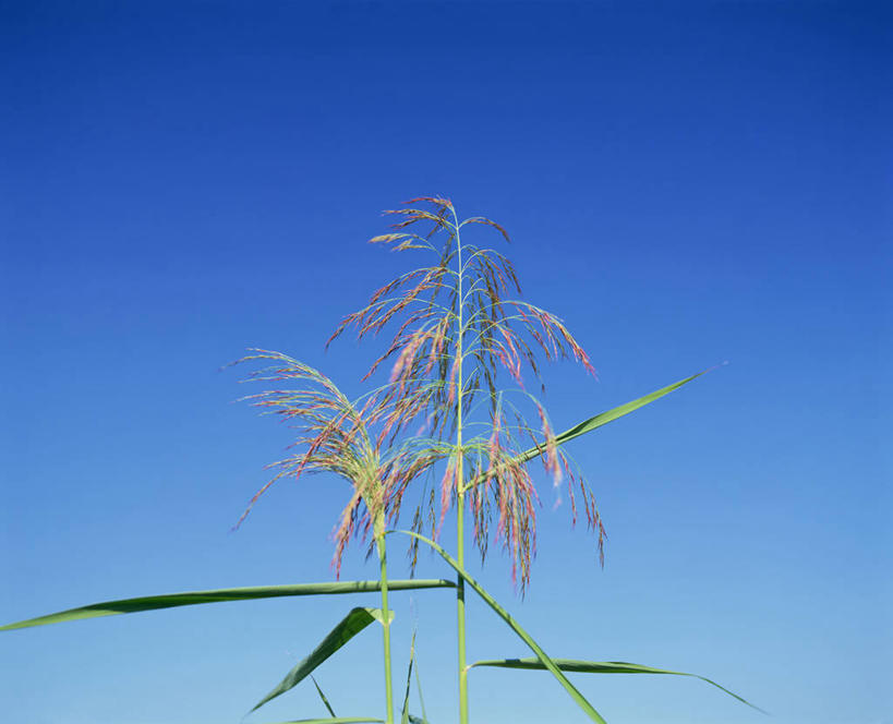 无人,横图,室外,特写,白天,仰视,美景,芦苇,叶子,阴影,朦胧,模糊,光线,影子,景观,粽叶,绿叶,蓝色,蓝天,天空,阳光,自然,天,嫩叶,景色,晴朗,自然风光,万里无云,箬叶,芦苇叶,叶,叶片,晴空,晴空万里,彩图,低角度拍摄