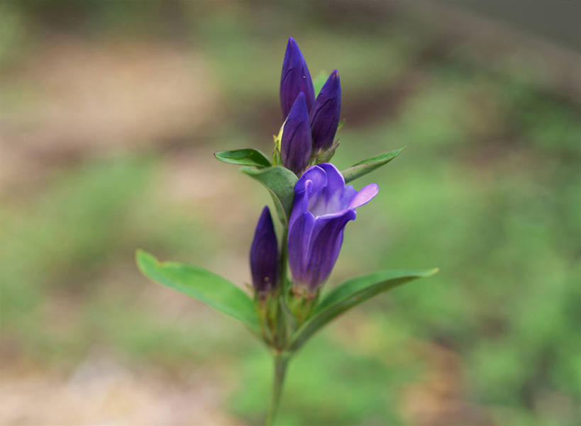 无人,横图,俯视,室外,特写,白天,美景,植物,阴影,朦胧,模糊,盛开,光线,影子,景观,草药,药草,花蕾,中药,花,花瓣,花朵,鲜花,一朵,紫色,阳光,自然,花苞,花蕊,景色,龙胆,自然风光,药材,中草药,中药材,本草,彩图,高角度拍摄