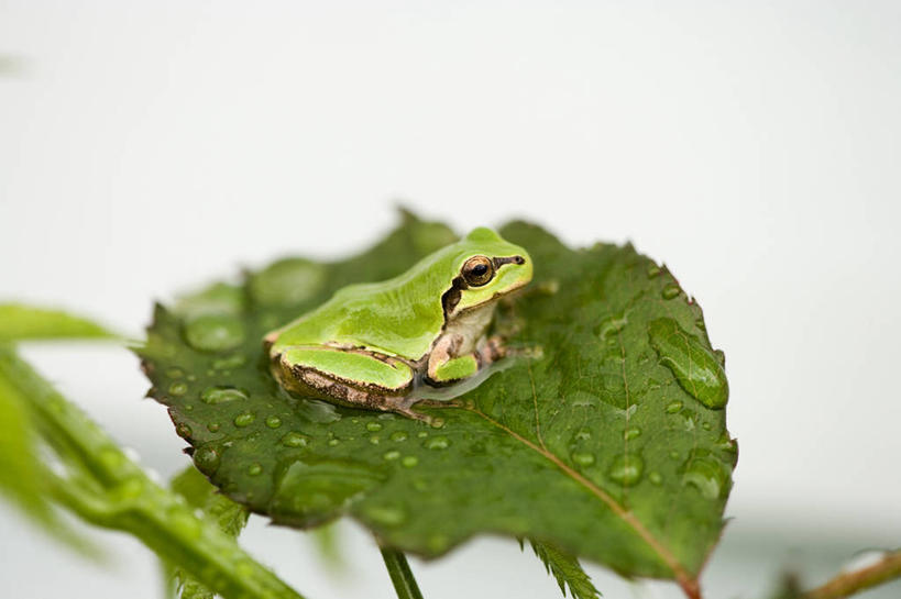 无人,横图,室内,特写,白天,白色背景,侧面,水,植物,露水,青蛙,野生动物,叶子,阴影,朦胧,模糊,透明,反射,树蛙,纹理,液体,影子,水滴,绿叶,注视,水珠,一只,绿色,动物,露珠,观察,看,趴着,嫩叶,可爱,摄影,活泼,影棚,观看,生机,察看,关注,剔透,肌理,灵动,通明,欧洲树蛙,叶,叶片,叶脉,趴,彩图,全身,影棚拍摄,拍摄,晶莹