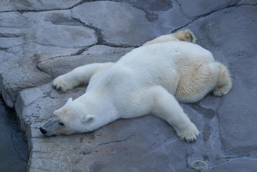 无人,闭眼,横图,俯视,室外,特写,白天,石头,美景,北极熊,野生动物,熊,阴影,朦胧,模糊,光线,石子,影子,景观,一只,阳光,自然,动物,趴着,景色,自然风光,凶猛,残暴,凶残,石块,岩石,白熊,闭眼睛,闭着眼,闭着眼睛,趴,彩图,高角度拍摄,全身