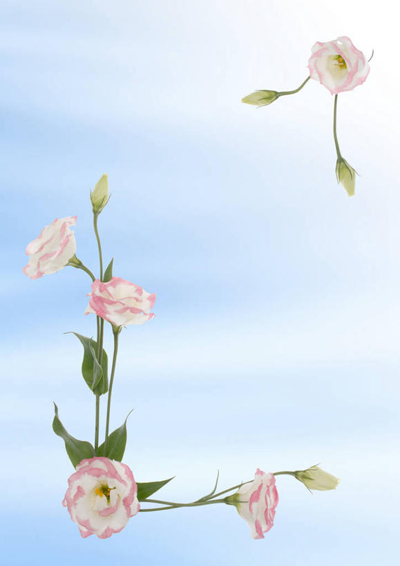无人,竖图,俯视,室内,特写,白天,爱情,幸福,纯洁,热情,水,植物,玫瑰,叶子,相框,波纹,装饰,盛开,透明,纹理,液体,气泡,水滴,绿叶,玫瑰花,枝条,涟漪,漩涡,浪漫,花蕾,水泡,水珠,花,花瓣,花朵,鲜花,树枝,粉色,蓝色,绿色,水纹,泡泡,花苞,花蕊,温暖,温馨,嫩叶,恩爱,华丽,修饰,点缀,圆弧,和睦,感动,粉玫瑰,肌理,衬托,美观,雅致,雅观,尊敬,理智,沉静,冷色,高深,冷淡,虬枝,枝杈,天真,刺玫花,徘徊花,叶,叶片,叶脉,彩图,高角度拍摄,融洽