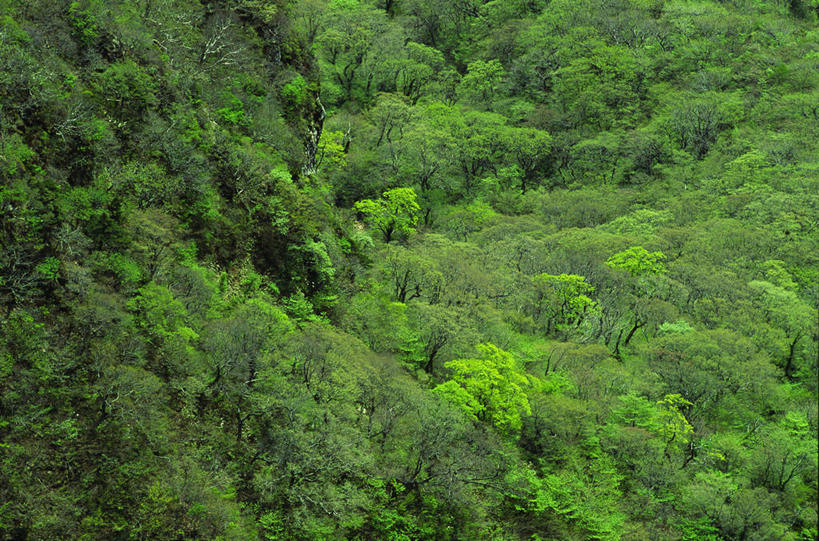 无人,横图,俯视,室内,白天,旅游,度假,美景,森林,树林,植物,朝鲜,韩国,亚洲,景观,娱乐,树,树木,绿色,自然,享受,休闲,景色,放松,生长,成长,自然风光,东亚,大韩民国,朝鲜半岛,朝鲜民主主义人民共和国,韩半岛,彩图,高角度拍摄