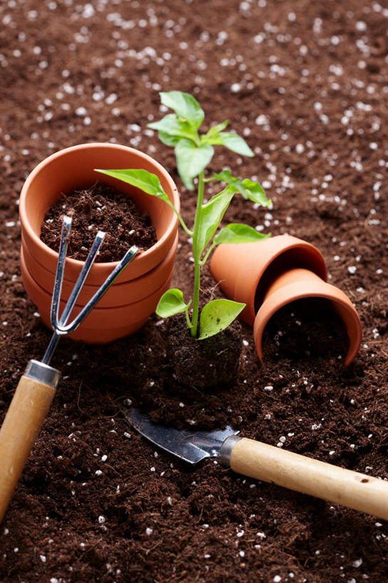 无人,竖图,俯视,室外,特写,白天,植物,叶子,花盆,金属制品,阴影,光线,金属,叉子,铲子,纹理,影子,陶瓷,泥土,土壤,绿叶,陶瓷制品,三个,一个,绿色,阳光,容器,嫩叶,单个,储藏,储存,农具,肌理,耕具,叶,叶片,叶脉,彩图,高角度拍摄,干草叉,手铲,贮存