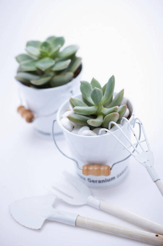 无人,竖图,俯视,室内,特写,白天,白色背景,植物,金属制品,阴影,朦胧,模糊,反射,金属,叉子,铲子,工具,盆栽,铁桶,桶,影子,盆景,两个,三个,绿色,白色,自然,容器,摄影,影棚,生长,成长,储藏,储存,农具,耕具,彩图,高角度拍摄,影棚拍摄,拍摄,干草叉,贮存