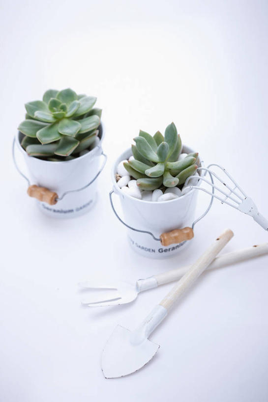 无人,竖图,俯视,室内,特写,白天,植物,桌面,桌子,金属制品,阴影,灰色背景,反射,金属,叉子,铲子,工具,盆栽,铁桶,桶,影子,盆景,两个,一个,绿色,灰色,自然,容器,摄影,影棚,生长,单个,成长,储藏,储存,农具,耕具,彩图,高角度拍摄,影棚拍摄,拍摄,干草叉,贮存