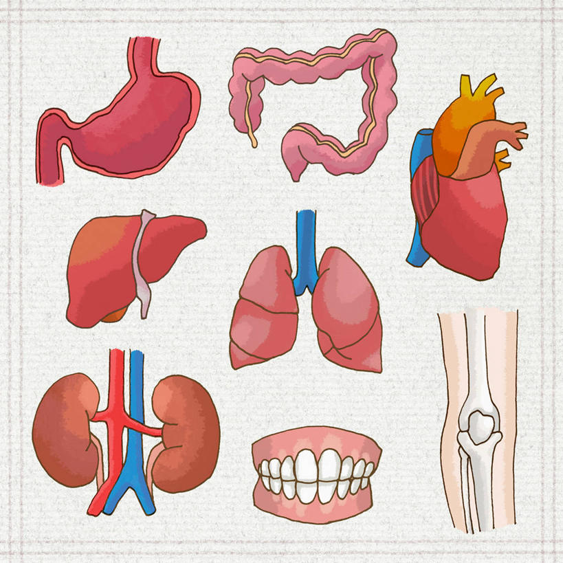 牙齿,腹部,内脏,肺,心脏,胃,肠,动脉,静脉,骨骼,十二指肠,无人,方图,插画,室内,白天,正面,数码,科技,阴影,科学,网络,医学,骨头,高光,几何,计算机图形,合成,图画,画,人体,电脑合成图,数码合成图,骨架,生物学,人体器官,器官,合成图,漫画,心血管,心房,心室,写实,具体,具象,自然科学,博物学,生物科学,大肠,肺部,肺脏,盲肠,小肠,心,直肠,胃部,齿,牙,牙龈,彩图