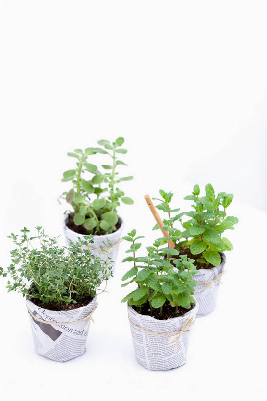 无人,竖图,俯视,室内,特写,白天,白色背景,阅读,植物,报纸,叶子,一排,学习,阴影,整齐,并列,并排,反射,信息,盆栽,影子,绿叶,草药,药草,盆景,中药,排列,绿色,自然,嫩叶,浏览,摄影,影棚,生长,成长,新闻,队列,药材,中草药,平行,中药材,本草,四盆,叶,叶片,彩图,高角度拍摄,影棚拍摄,拍摄,报刊