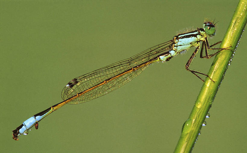 无人,横图,室外,特写,白天,侧面,草地,草坪,美景,水,植物,露水,阴影,朦胧,模糊,透明,光线,昆虫,液体,影子,景观,水滴,注视,停留,水珠,草,一只,绿色,阳光,自然,动物,露珠,观察,看,景色,观看,生机,停止,察看,关注,剔透,自然风光,益虫,灵动,通明,豆娘,蜻蛉,逗留,停顿,彩图,全身,晶莹