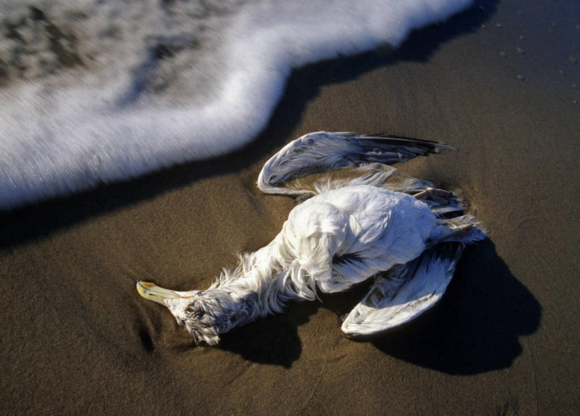 无人,躺,闭眼,横图,俯视,室外,特写,白天,海浪,海洋,沙滩,海鸟,海鸥,鸟,伸展,张开,展翅,阴影,光线,翅膀,鸟类,沙子,影子,海岸,浪花,沙地,一只,阳光,海水,死亡,海景,张开翅膀,殒命,灭亡,展开翅膀,卧着,大海,风浪,海,海水的波动,海滩,近岸浪,涌浪,闭眼睛,闭着眼,闭着眼睛,躺着,卧,彩图,高角度拍摄,全身