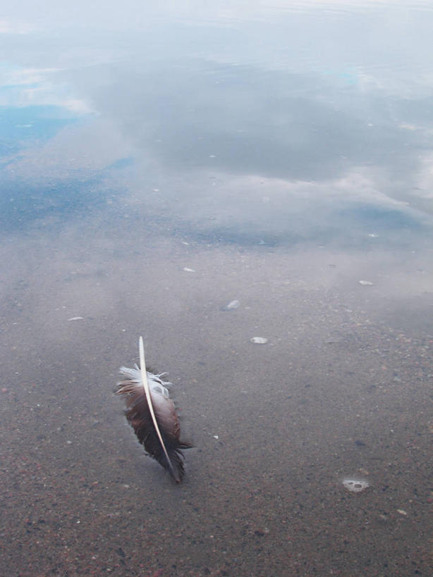 无人,躺,竖图,俯视,室外,白天,海浪,海洋,美景,沙滩,鸟,阴影,光线,鸟类,沙子,影子,海岸,景观,浪花,沙地,一只,阳光,自然,海水,景色,死亡,自然风光,海景,殒命,灭亡,卧着,大海,风浪,海,海水的波动,海滩,近岸浪,涌浪,躺着,卧,彩图,高角度拍摄,全身