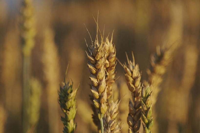 无人,农田,横图,室外,特写,白天,正面,庄稼,农作物,小麦,美景,阴影,朦胧,模糊,光线,影子,景观,谷物,麦田,阳光,自然,景色,麦子,自然风光,彩图,耕地,庄稼田