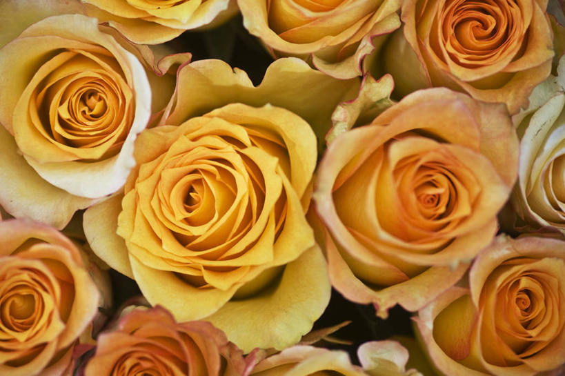 无人,横图,俯视,室内,特写,白天,爱情,幸福,纯洁,热情,玫瑰,许多,阴影,盛开,反射,影子,玫瑰花,很多,浪漫,花蕾,黄玫瑰,花,花瓣,花朵,鲜花,黄色,花苞,花蕊,温暖,温馨,恩爱,和睦,感动,尊敬,天真,刺玫花,徘徊花,彩图,高角度拍摄,融洽