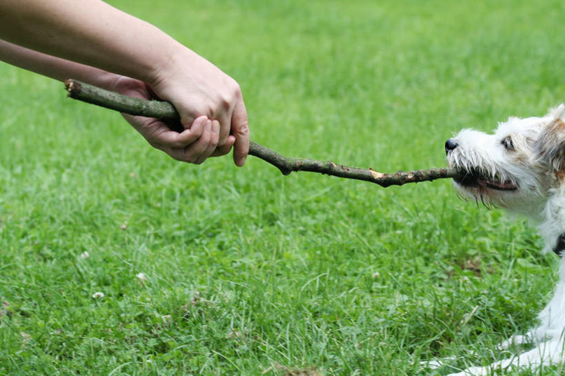 西方人,手,一个人,横图,室外,特写,白天,侧面,草地,草坪,植物,宠物,狗,欧洲,欧洲人,双手,仅一个男性,仅一个人,握,咬,阴影,朦胧,模糊,光线,影子,枝条,梗犬,草,树枝,仅一个年轻男性,一只,绿色,阳光,动物,手部,可爱,握着,拔,咬着,叼,叼着,忠诚,虬枝,枝杈,男人,男性,年轻男性,白种人,犬,半身,彩图