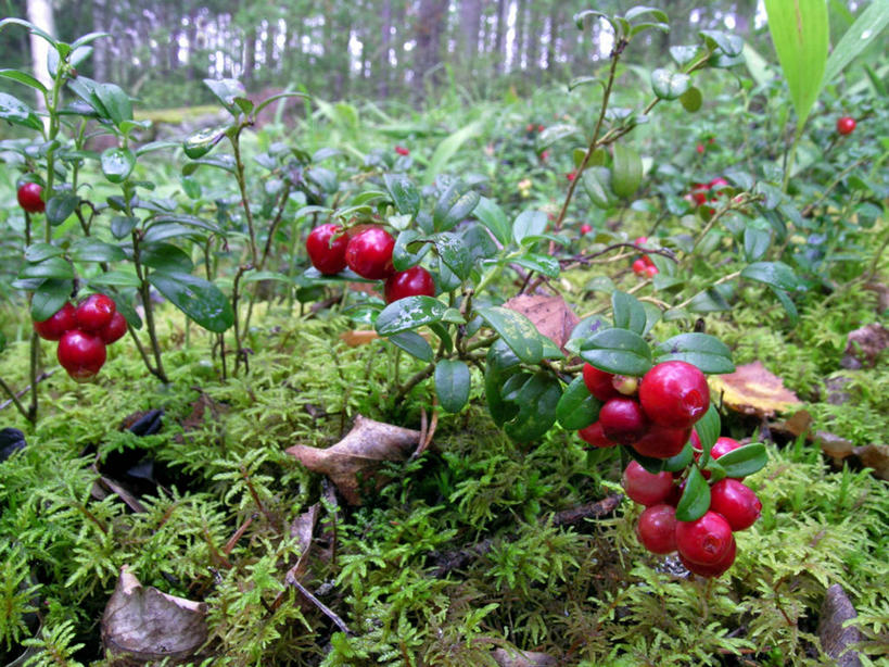 无人,农田,横图,室外,白天,正面,旅游,度假,庄稼,农作物,美景,浆果,水果,欧洲,新鲜,景观,生食,食品,果实,娱乐,食物,自然,享受,休闲,景色,放松,有机食品,绿色食品,斯堪的纳维亚,自然风光,北欧,斯堪的那维亚,斯堪的那维亚半岛,斯堪的纳维亚半岛,红醋栗,醋栗,彩图,耕地,庄稼田,红茶藨子,红加仑