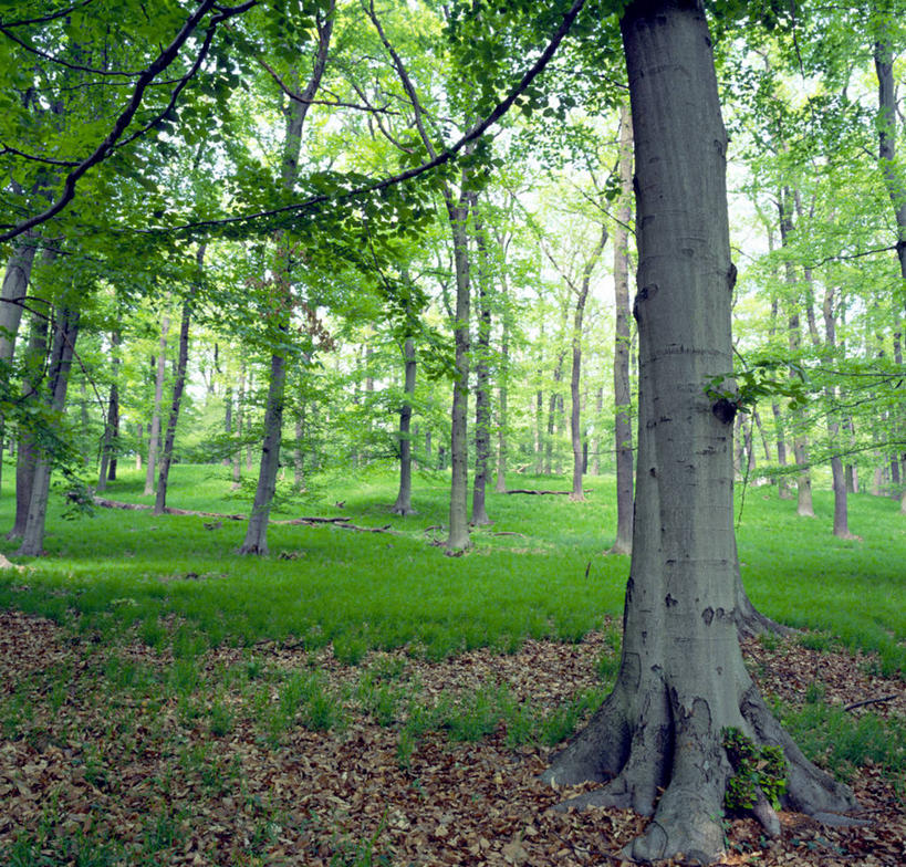 无人,横图,室外,白天,正面,旅游,度假,草地,草坪,美景,树林,植物,松树,阴影,光线,影子,景观,娱乐,草,树,树木,绿色,阳光,自然,享受,休闲,景色,放松,生长,成长,自然风光,坚定,落叶松,长寿,贞洁,彩图,黄花松