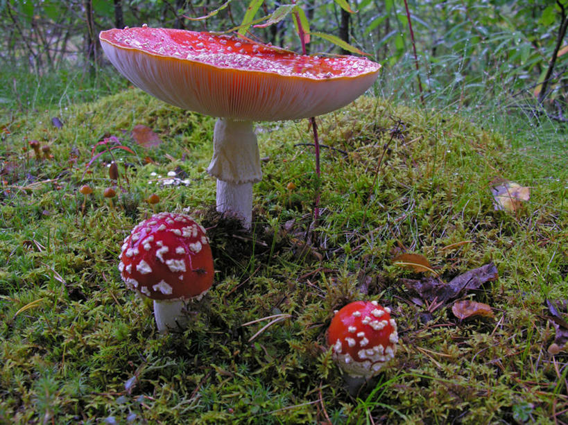 室外,特写,白天,草地,草坪,美景,植物,阴影,反射,影子,景观,菌菇,菌类