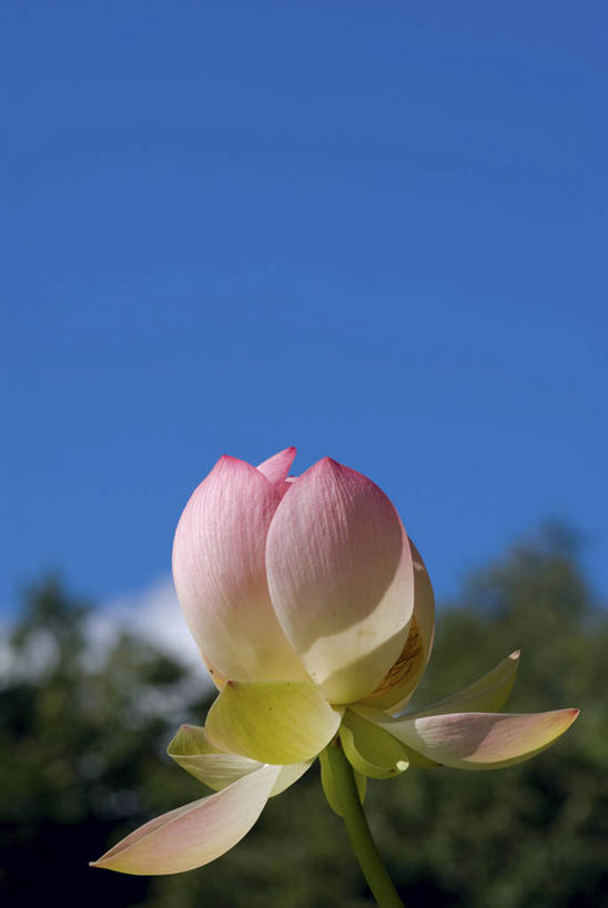 无人,竖图,室外,特写,白天,仰视,纯洁,美景,植物,莲花,阴影,朦胧,模糊,盛开,光线,影子,景观,花蕾,花,花瓣,花朵,鲜花,树,树木,一朵,粉色,蓝色,绿色,蓝天,天空,阳光,自然,天,花苞,花蕊,景色,生长,晴朗,成长,富贵,神圣,自然风光,纯净,万里无云,六月花神,正直,鞭蕖,鞭蓉,芙蕖,菡萏,荷花,六月春,藕花,水旦,水芙蓉,水华,水芸,溪客,晴空,晴空万里,彩图,低角度拍摄