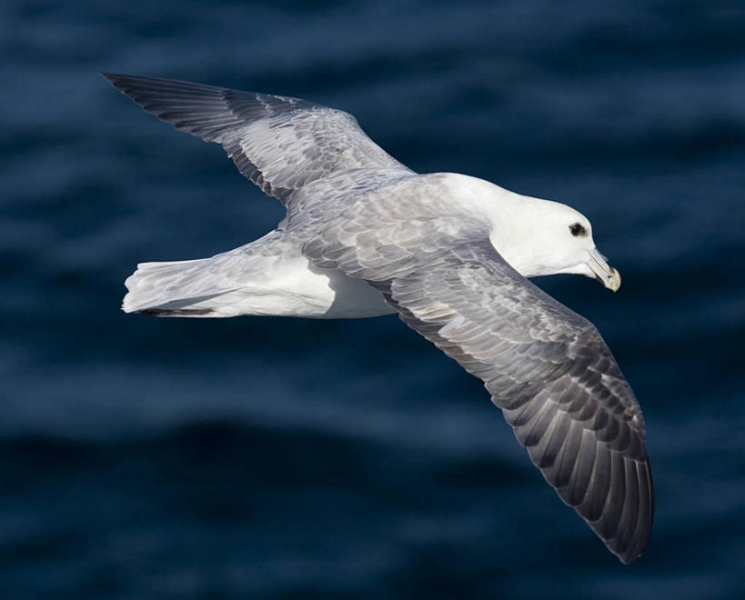 无人,横图,俯视,室外,特写,白天,海浪,海洋,美景,鸟,飞翔,伸展,张开,展翅,阴影,波纹,朦胧,模糊,飞行,光线,翅膀,鸟类,影子,景观,浪花,翱翔,注视,飞,一只,水纹,阳光,自然,海水,波浪,观察,看,景色,观看,察看,关注,自然风光,海景,张开翅膀,鹱,展开翅膀,管鼻鹱,大海,风浪,海,海水的波动,近岸浪,涌浪,彩图,高角度拍摄,全身