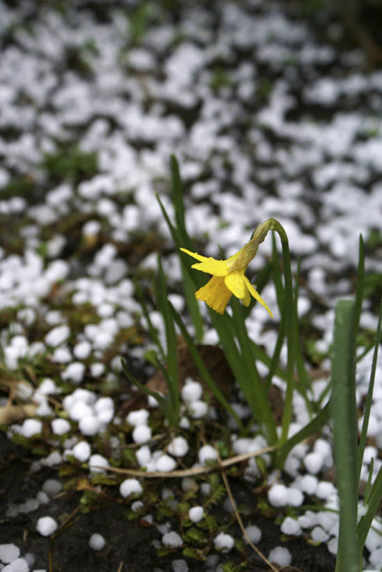 无人,竖图,俯视,室外,特写,白天,爱情,陶醉,美景,冰雹,水仙花,一堆,许多,堆叠,堆积,朦胧,模糊,盛开,景观,泥土,土壤,很多,花蕾,花,花瓣,花朵,鲜花,一朵,黄色,白色,自然,花苞,花蕊,景色,堆,自然风光,记忆,金盏银台,玉玲珑,女史花,雅蒜,天蒜,敬意,自恋,凌波仙子,水仙,天葱,雹,雹子,冰粒,冷子,彩图,高角度拍摄