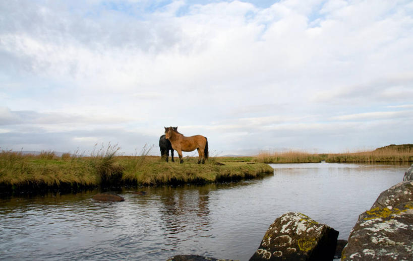无人,公园,站,横图,室外,白天,侧面,旅游,度假,草地,草坪,河流,石头,美景,水,植物,马,野生动物,爱尔兰,欧洲,阴影,光线,纹路,石子,纹理,影子,河水,景观,水流,云,云朵,云彩,注视,娱乐,草,蓝色,绿色,白云,蓝天,天空,阳光,自然,动物,天,观察,看,站着,享受,休闲,景色,放松,运输,牲畜,晴朗,观看,察看,国家公园,两匹,西欧,关注,自然风光,爱尔兰共和国,肌理,戈尔韦,康诺特省,康尼马拉国家公园,高威郡,戈尔韦郡,石块,岩石,晴空,站立,彩图,全身,高威,郡治