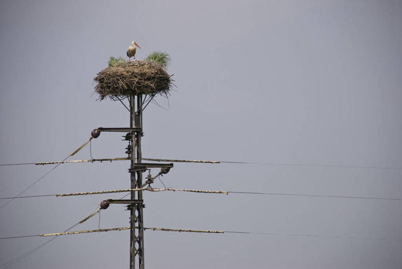 无人,站,横图,室外,白天,仰视,美景,鸟,朦胧,模糊,环绕,缠绕,电力,鸟类,电线,电线杆,鸟巢,鸟窝,线,景观,乌云,云,阴天,云朵,枝条,电能,线路,云彩,扭头,注视,树枝,一只,天空,自然,天,观察,看,站着,转头,景色,观看,电,电源,察看,鹳,昏暗,阴沉,关注,自然风光,能量,白颈鹳,虬枝,枝杈,站立,彩图,低角度拍摄,全身