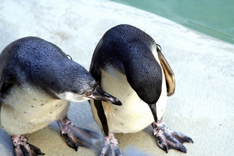 无人,站,横图,俯视,室内,白天,企鹅,野生动物,池塘,水池,注视,动物,低头,观察,看,站着,两只,可爱,活泼,观看,察看,关注,垂头,站立,半身,彩图,高角度拍摄