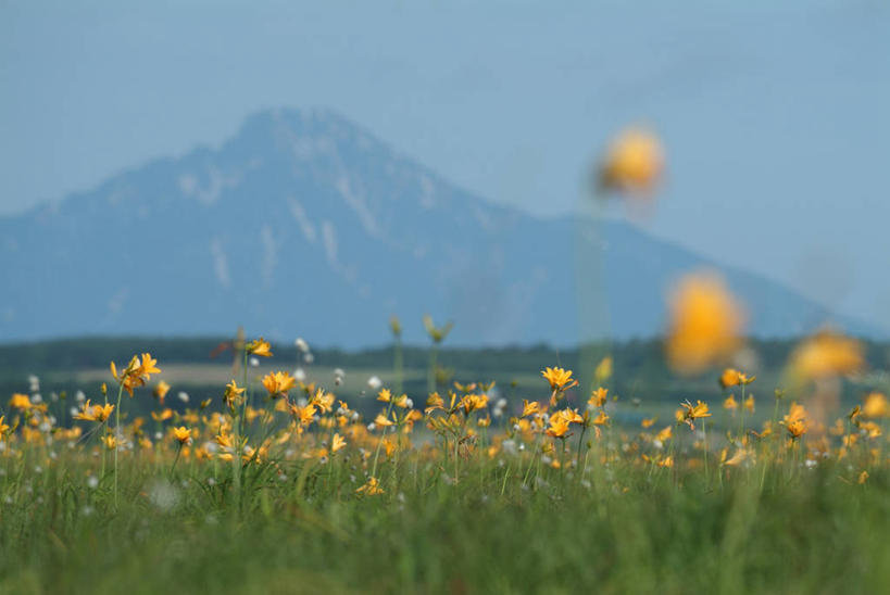 无人,横图,室外,白天,正面,旅游,度假,花海,花圃,火山,石头,美景,山,雪,雪山,植物,大雪,叶子,北海道,富士山,日本,亚洲,阴影,盛开,光线,石子,影子,冰,积雪,景观,山顶,山峰,雪景,冬季,冬天,山峦,花蕾,娱乐,花,花瓣,花朵,花卉,鲜花,黄色,蓝色,绿色,蓝天,天空,阳光,自然,花丛,花束,花田,天,花苞,花蕊,享受,休闲,景色,放松,寒冷,晴朗,冰冷,自然风光,东亚,沉积岩,万里无云,日本国,强瞿,北海道地方,北海道岛,严寒,冰凉,酷寒,凛冽,凛凛,极冷,颠峰,极峰,水成岩,百合,倒仙,番韭,山丹,活火山,石块,岩石,晴空,晴空万里,彩图