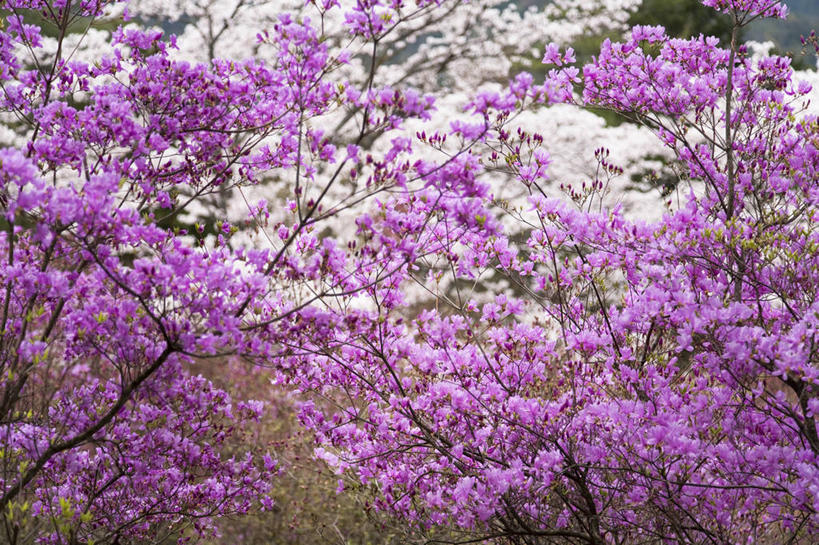 无人,横图,室外,白天,正面,美景,植物,杜鹃花,阴影,光线,影子,景观,杜鹃,树,树木,绿色,紫色,阳光,自然,景色,生长,成长,喜悦,克制,自然风光,红杜鹃,满山红,清明花,清时,山踯躅,红踯躅,节制,欣喜,山石榴,映山红,彩图