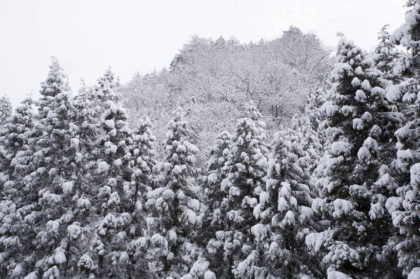 无人,横图,黑白,室外,白天,正面,旅游,度假,美景,森林,山,树林,雪,雪山,植物,大雪,冰,积雪,景观,山峰,雪景,冬季,冬天,山峦,娱乐,树,树木,自然,享受,休闲,景色,放松,寒冷,生长,成长,冰冷,自然风光,严寒,冰凉,酷寒,凛冽,凛凛,极冷