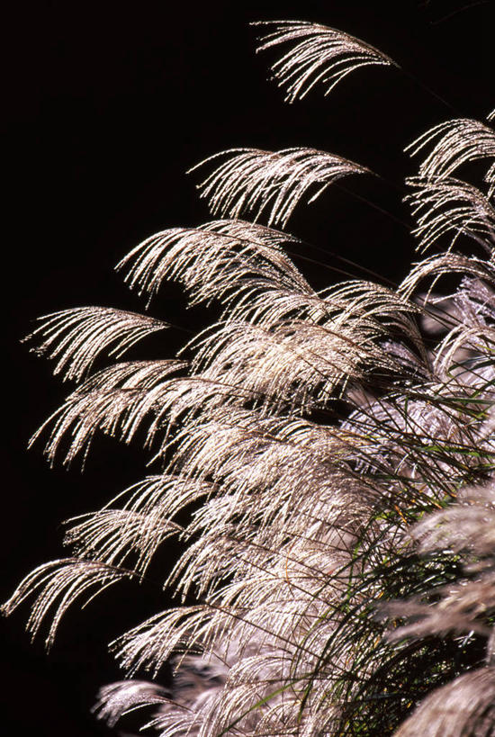 美景,景观,芒草,天空,自然,天,景色,自然风光,五节芒,管草,管芒,寒芒