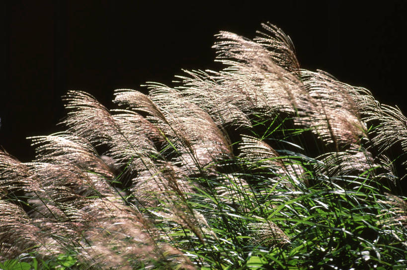 光线,景观,芒草,光芒,自然,景色,自然风光,五节芒,管草,管芒,寒芒