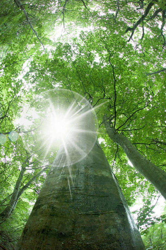 无人,竖图,室外,白天,仰视,旅游,度假,美景,树林,植物,叶子,日本,亚洲,阴影,光线,影子,景观,绿叶,枝条,娱乐,树,树木,树枝,绿色,阳光,自然,享受,休闲,嫩叶,景色,放松,生长,成长,自然风光,东亚,山毛榉,本州,本州岛,日本国,东北地方,山形,山形县,麻栎金刚,山毛榉树,虬枝,枝杈,叶,叶片,彩图,低角度拍摄,镜头光晕,透镜闪耀,眩光,东田川郡,庄内町