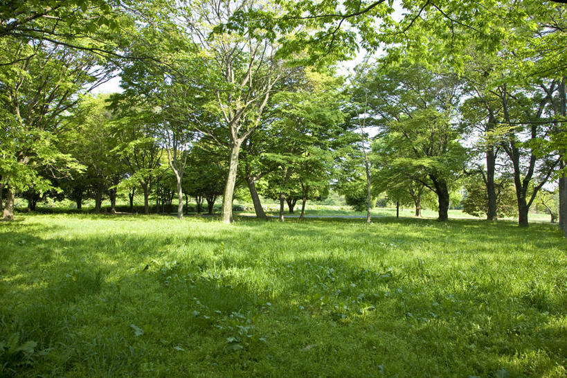 无人,横图,室外,白天,正面,旅游,度假,草地,草坪,美景,植物,东京,日本,亚洲,阴影,光线,影子,景观,娱乐,草,树,树木,蓝色,绿色,蓝天,天空,阳光,自然,天,享受,休闲,景色,放松,生长,晴朗,成长,自然风光,东亚,本州,万里无云,关东地方,本州岛,日本国,东京都,多摩,多摩市,晴空,晴空万里,彩图,多摩地方,多摩地区,多摩地域,三多摩