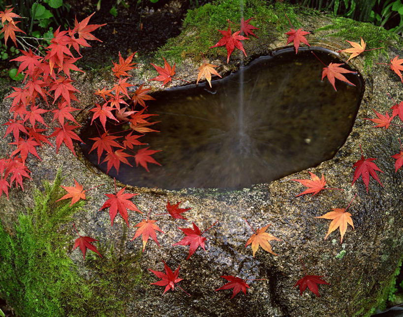 无人,横图,俯视,室外,特写,白天,旅游,度假,石头,美景,水,叶子,日本,亚洲,一堆,许多,阴影,堆叠,堆积,飞溅,日本文化,溅,光线,石子,液体,影子,庭院,池塘,景观,水池,水滴,院子,茶道,青苔,枫叶,枯叶,落叶,苔藓,很多,文化,娱乐,水珠,黄色,红色,阳光,自然,享受,休闲,景色,放松,枫树叶,园林,堆,茶艺,环境,喷洒,自然风光,东亚,东亚文化,日本国,礼法,修行,叶,叶片,石块,彩图,高角度拍摄,茶庭,露地,茶文化