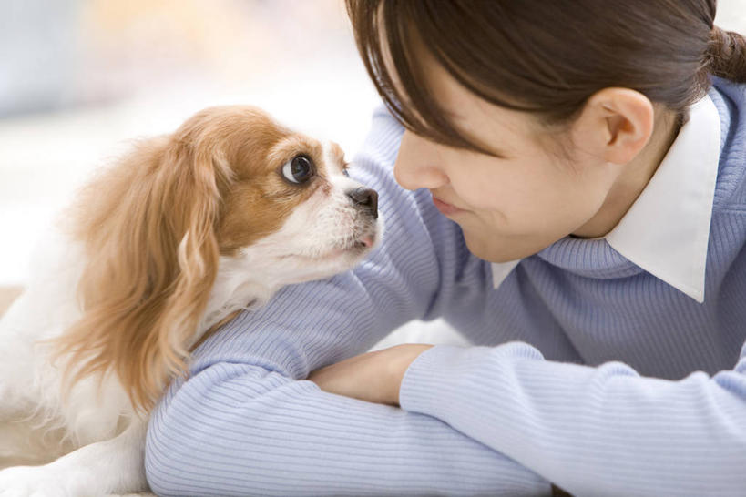 东方人,一个人,笑,微笑,横图,室内,白天,正面,宠物,狗,亚洲,仅一个年轻女性,仅一个女性,仅一个人,服装,朦胧,模糊,扭头,注视,休闲装,黄种人,北京犬,狮子狗,一只,衣服,动物,观察,看,趴着,转头,休闲,休闲服,可爱,服饰,观看,察看,关注,忠诚,北京宫廷犬,京巴,年轻女性,女人,女性,亚洲人,犬,趴,半身,彩图