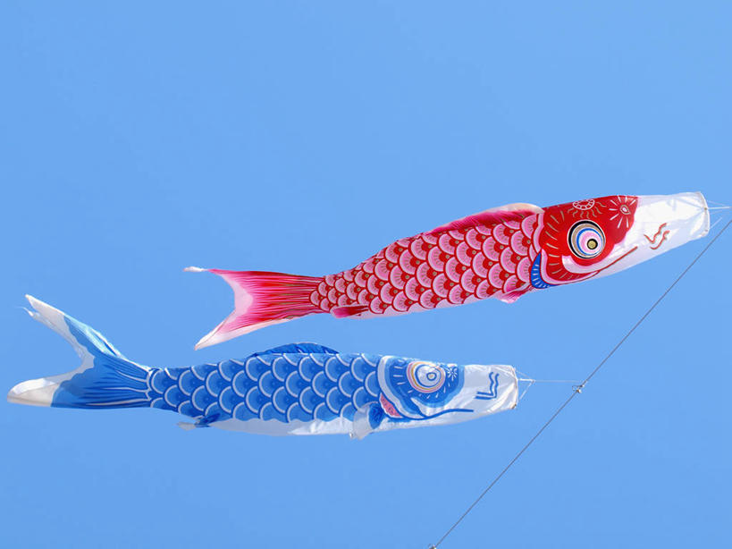 无人,横图,室外,特写,白天,仰视,旗帜,日本,两面,阴影,节日,庆祝,飘扬,光线,鲤鱼旗,影子,云,云朵,云彩,文化,旗子,红色,蓝色,白云,蓝天,天空,阳光,天,祈福,庆典,晴朗,纪念,飘逸,祈求,飞扬,旌旗,旗号,鲤鱼节,男孩节,日本男孩节,子供之日,鲤帜,晴空,彩图,低角度拍摄