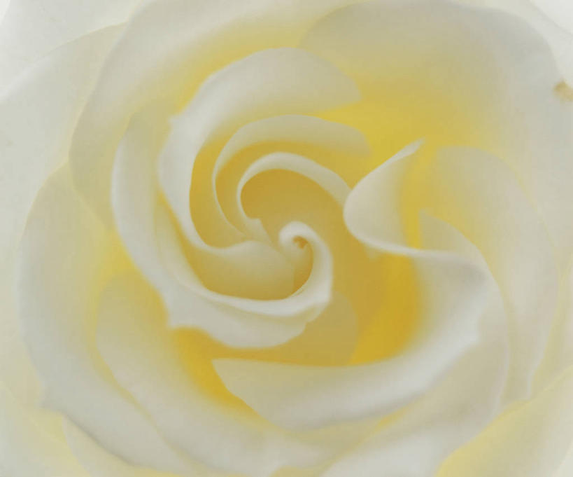 无人,横图,俯视,室内,特写,白天,爱情,幸福,纯洁,热情,玫瑰,盛开,玫瑰花,浪漫,花蕾,黄玫瑰,花,花瓣,花朵,鲜花,一朵,黄色,花苞,花蕊,温暖,温馨,恩爱,和睦,感动,尊敬,天真,刺玫花,徘徊花,彩图,高角度拍摄,融洽