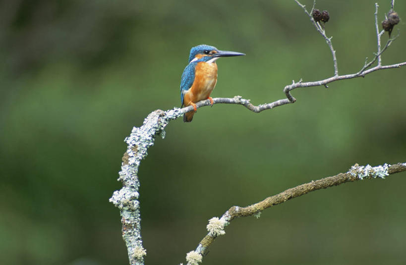 无人,站,横图,室外,白天,正面,美景,植物,翠鸟,鸟,阴影,朦胧,模糊,光线,鸟类,影子,景观,枝条,注视,树,树木,树枝,一只,绿色,阳光,自然,观察,看,站着,景色,生长,成长,观看,察看,关注,自然风光,虬枝,枝杈,普通翠鸟,鱼虎,鱼狗,秦椒嘴,大翠鸟,站立,彩图,全身