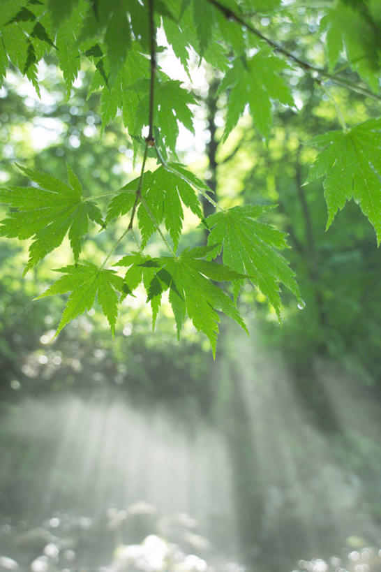无人,竖图,室外,白天,仰视,旅游,度假,河流,美景,水,植物,枫树,叶子,日本,亚洲,阴影,梦幻,发光,光束,光线,影子,河水,景观,水流,枫叶,绿叶,枝条,光亮,娱乐,树,树木,树枝,绿色,阳光,自然,享受,休闲,嫩叶,景色,放松,生长,成长,枫树叶,未来,发亮,自然风光,东亚,憧憬,本州,本州岛,日本国,东北地方,山形,山形县,槭树,鸡爪槭,虬枝,枝杈,叶,叶片,鸡爪枫,彩图,低角度拍摄,东田川郡,庄内町