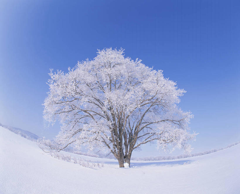 无人,横图,室外,白天,正面,旅游,度假,美景,雪,植物,大雪,榆树,北海道,日本,亚洲,阴影,光线,影子,积雪,景观,雪景,冬季,冬天,娱乐,树,树木,蓝色,绿色,蓝天,天空,阳光,自然,天,享受,休闲,景色,放松,寒冷,生长,晴朗,成长,自然风光,东亚,万里无云,日本国,北海道地方,北海道岛,严寒,晴空,晴空万里,榆钱,家榆,白榆,彩图