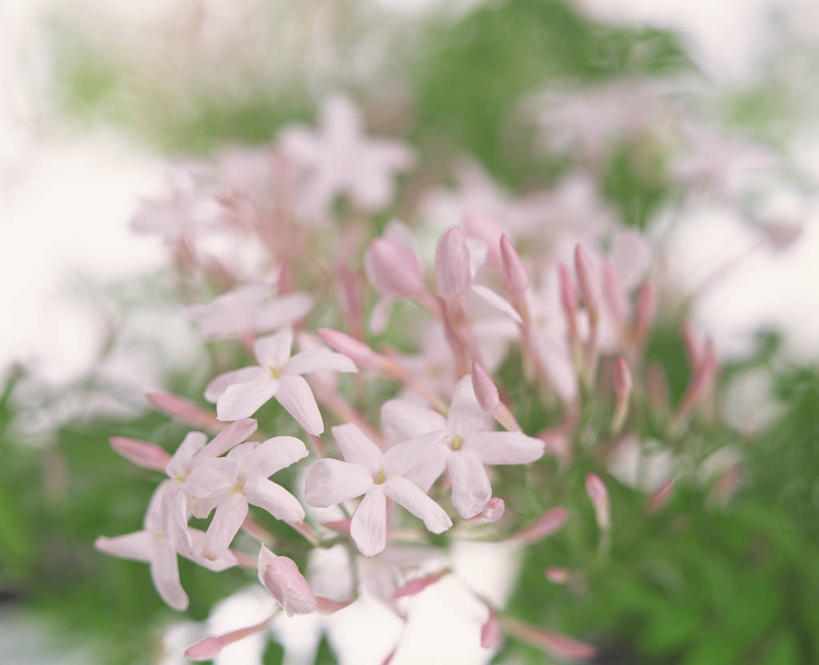 无人,横图,室外,特写,白天,正面,美景,茉莉花,叶子,朦胧,模糊,盛开,景观,绿叶,花蕾,花,花瓣,花朵,茉莉,鲜花,粉色,自然,花苞,花蕊,嫩叶,景色,自然风光,莫利花,没丽,没利,末莉,末利,香魂,柰花,小南强,叶,叶片,彩图,抹厉,木梨花