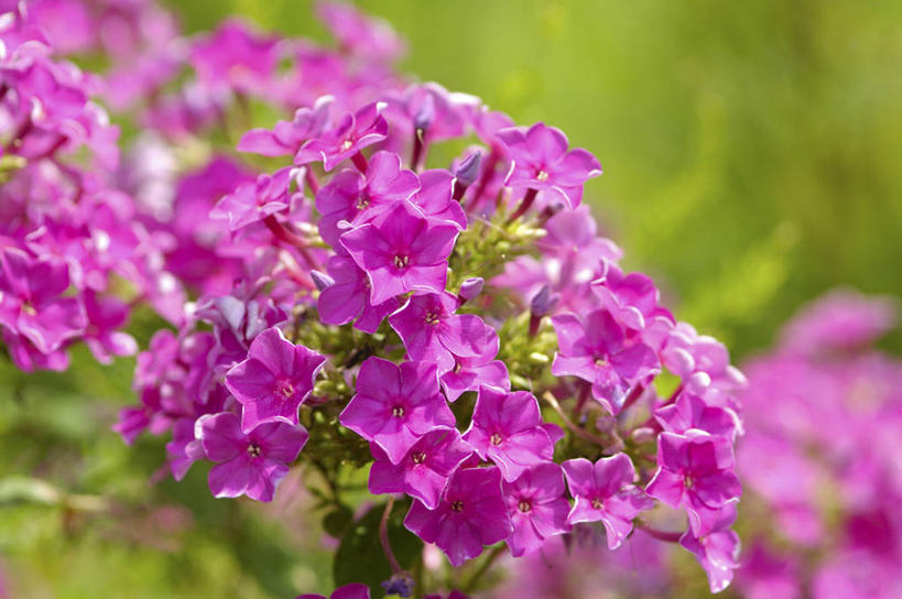 无人,横图,室外,特写,白天,正面,美景,叶子,阴影,朦胧,模糊,盛开,光线,影子,景观,绿叶,花蕾,花,花瓣,花朵,鲜花,粉色,阳光,自然,花苞,花蕊,嫩叶,景色,自然风光,福乐花,福禄花,福禄考,叶,叶片,彩图