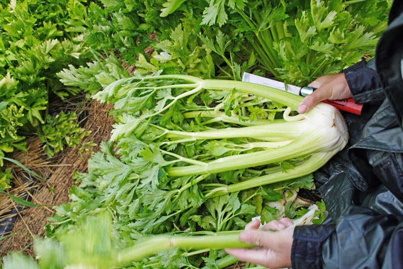 东方人,手,一个人,农民,农田,站,横图,俯视,室外,特写,白天,庄稼,农作物,芹菜,蔬菜,亚洲,双手,仅一个男性,仅一个人,仅一个中年男性,一把,许多,握,阴影,服装,新鲜,光线,影子,食品,很多,休闲装,黄种人,食物,衣服,阳光,站着,休闲,手部,休闲服,握着,服饰,有机食品,绿色食品,农具,耕具,割刀,男人,男性,中年男性,亚洲人,药芹,水芹,旱芹,佃农,农场主,农夫,农工,乡下人,小农,庄稼人,站立,半身,彩图,高角度拍摄,耕地,庄稼田