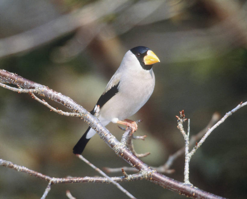 无人,站,横图,室外,特写,白天,侧面,美景,植物,鸟,朦胧,模糊,鸟类,景观,枝条,注视,树,树木,树枝,一只,绿色,自然,观察,看,站着,景色,生长,成长,观看,察看,关注,自然风光,蜡嘴雀,铁嘴蜡子,锡嘴雀,虬枝,枝杈,黑头蜡嘴雀,站立,彩图,全身