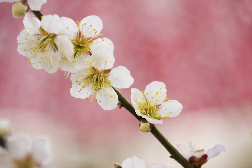 无人,横图,室外,特写,白天,正面,美景,朦胧,模糊,盛开,景观,枝条,花蕾,花,花瓣,花朵,鲜花,树枝,白色,自然,花苞,花蕊,景色,自然风光,李花,虬枝,枝杈,彩图,玉梅