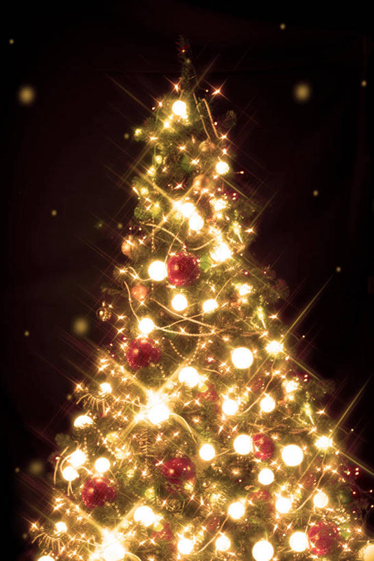 无人,竖图,室外,特写,夜晚,正面,植物,照明,圣诞节,阴影,节日,朦胧,模糊,庆祝,环绕,缠绕,光线,彩灯,影子,灯光,圣诞树,文化,灯,树,树木,绿色,自然,灯具,庆典,花灯,生长,成长,纪念,照亮,照明设备,纠缠,圣诞灯,彩图