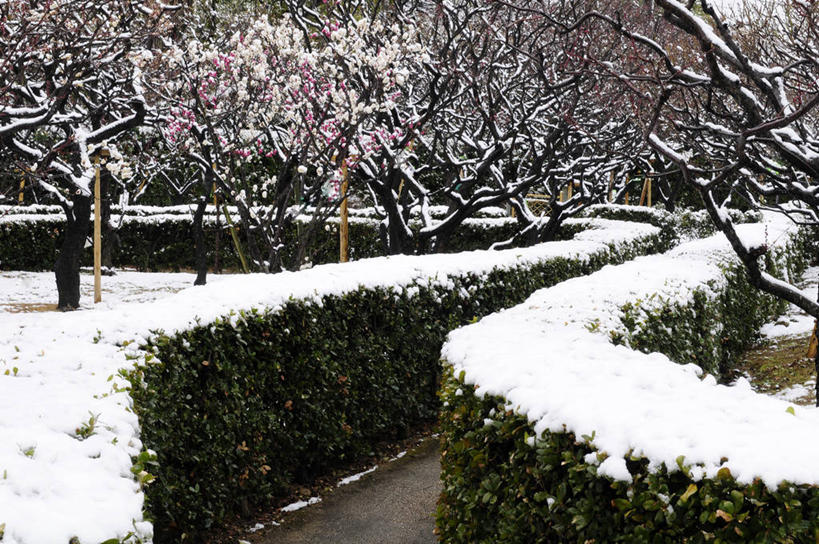 无人,横图,室外,白天,正面,旅游,度假,美景,树林,雪,植物,大雪,日本,亚洲,环保,盛开,积雪,景观,雪景,冬季,冬天,防护,花蕾,娱乐,花,花瓣,花朵,鲜花,树,树木,绿色,自然,花苞,花蕊,享受,休闲,景色,放松,寒冷,生长,成长,美好,美妙,自然风光,间隔,东亚,本州,本州岛,日本国,近畿地方,近畿,兵库,兵库县,美观,雅观,严寒,绿篱,生篱,树篱,植篱,彩图,西宫市