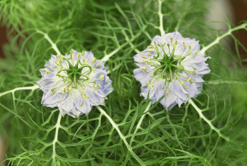 无人,横图,俯视,室外,特写,白天,草地,草坪,美景,植物,阴影,朦胧,模糊,盛开,光线,影子,景观,黑种草,花蕾,草,花,花瓣,花朵,鲜花,两朵,绿色,白色,阳光,自然,花苞,花蕊,景色,自然风光,黑子草,思念,彩图,高角度拍摄